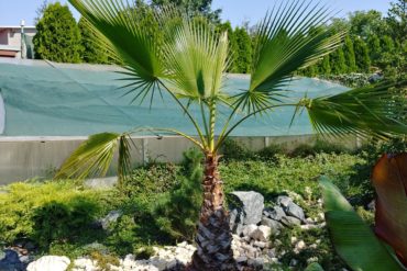 Chamaerops humilis